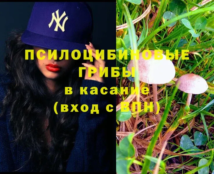 Псилоцибиновые грибы Psilocybine cubensis  как найти   Змеиногорск 